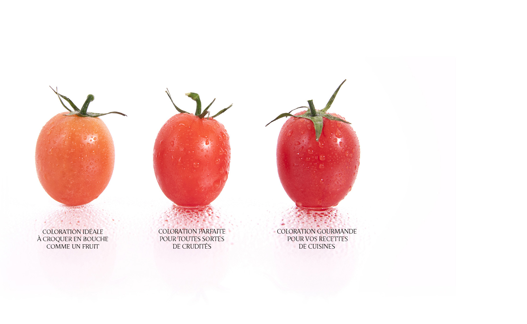 a-croquer-la-tomate-bg-home-ok